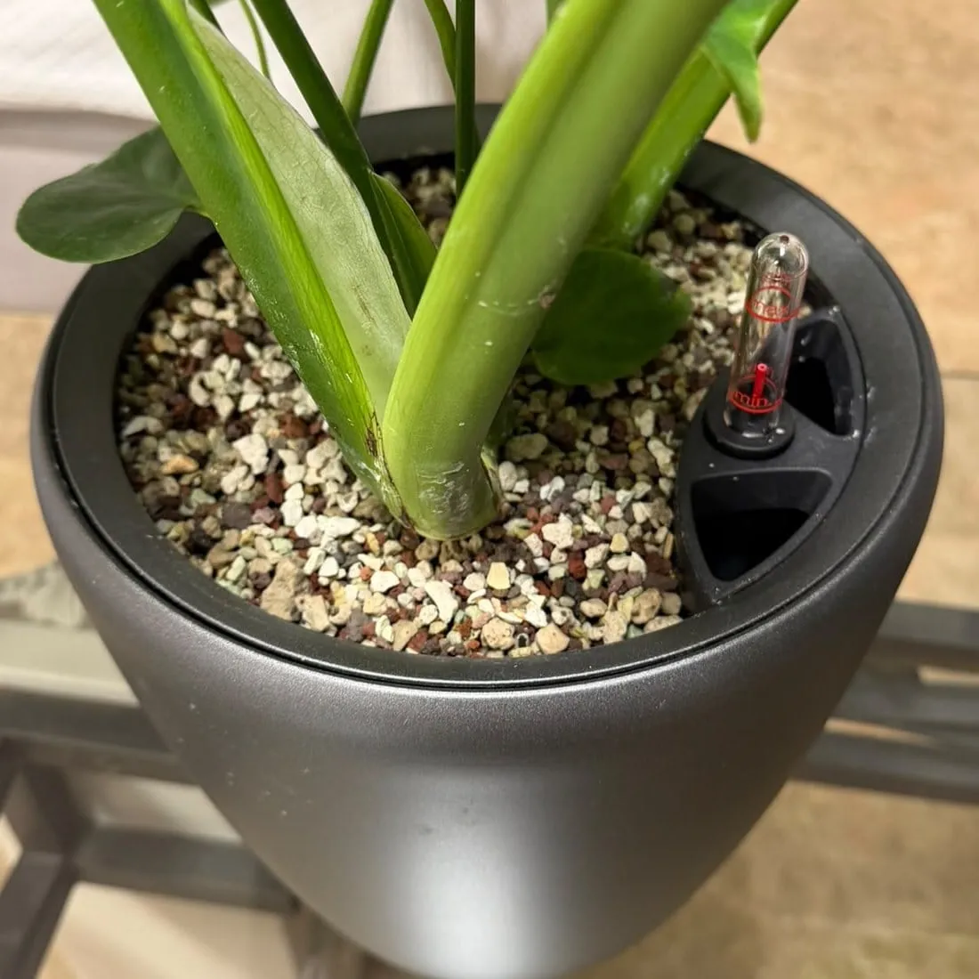 Detalle del sustrato mineral alrededor de los tallos de una monstera y el indicador de nivel de agua