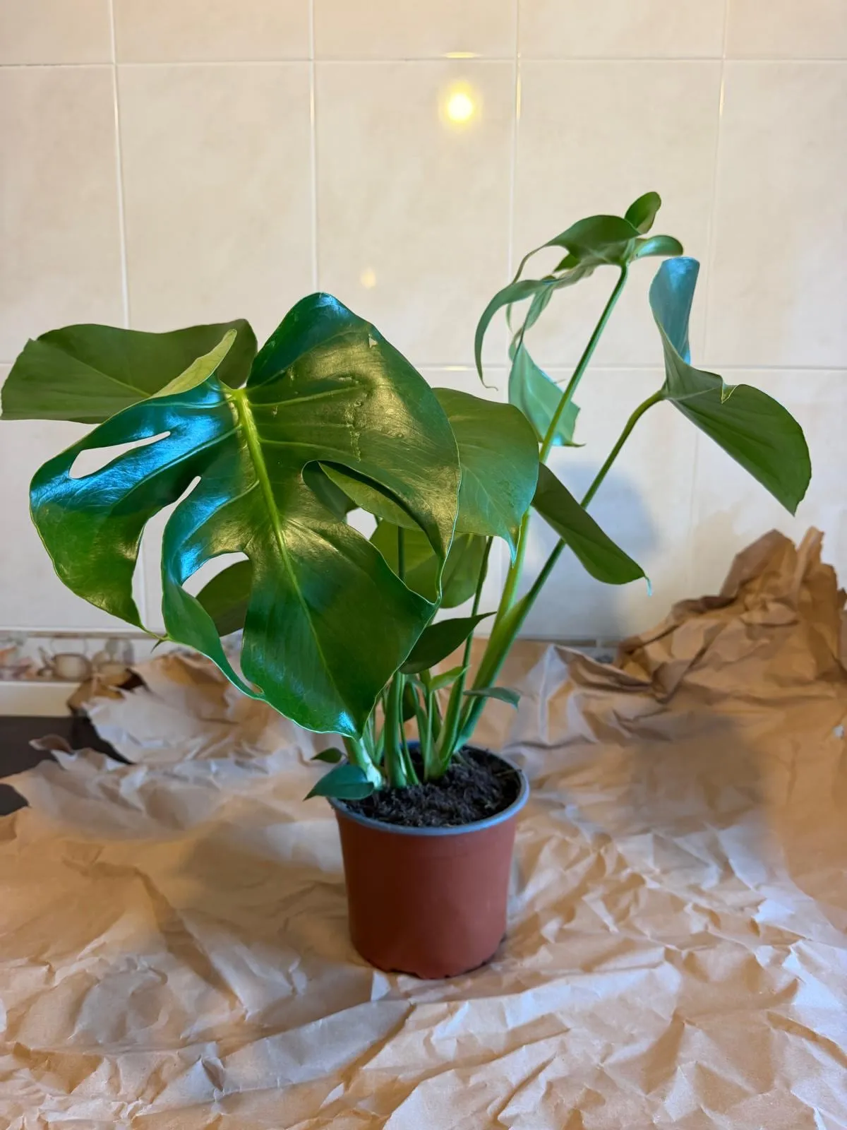 Monstera deliciosa en su maceta de vivero con tierra, antes del trasplante