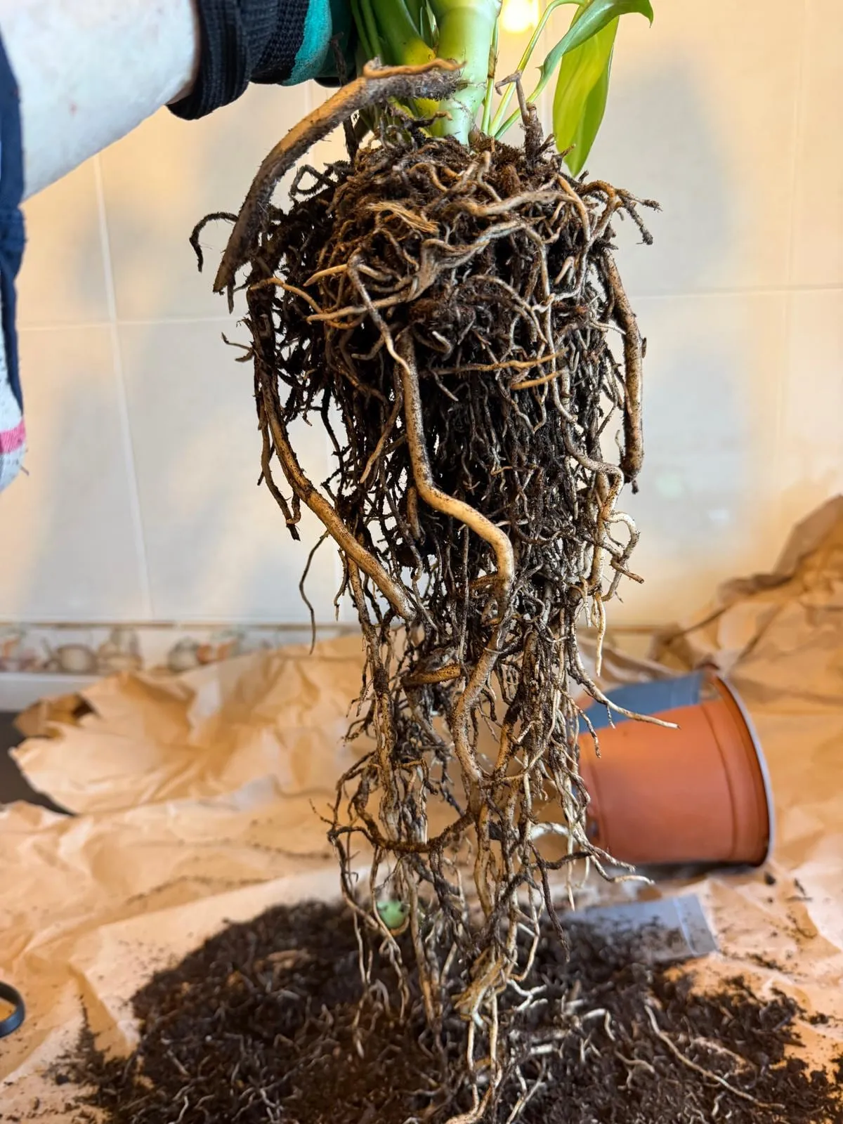 Retirada de la tierra de las raíces de la monstera durante el trasplante