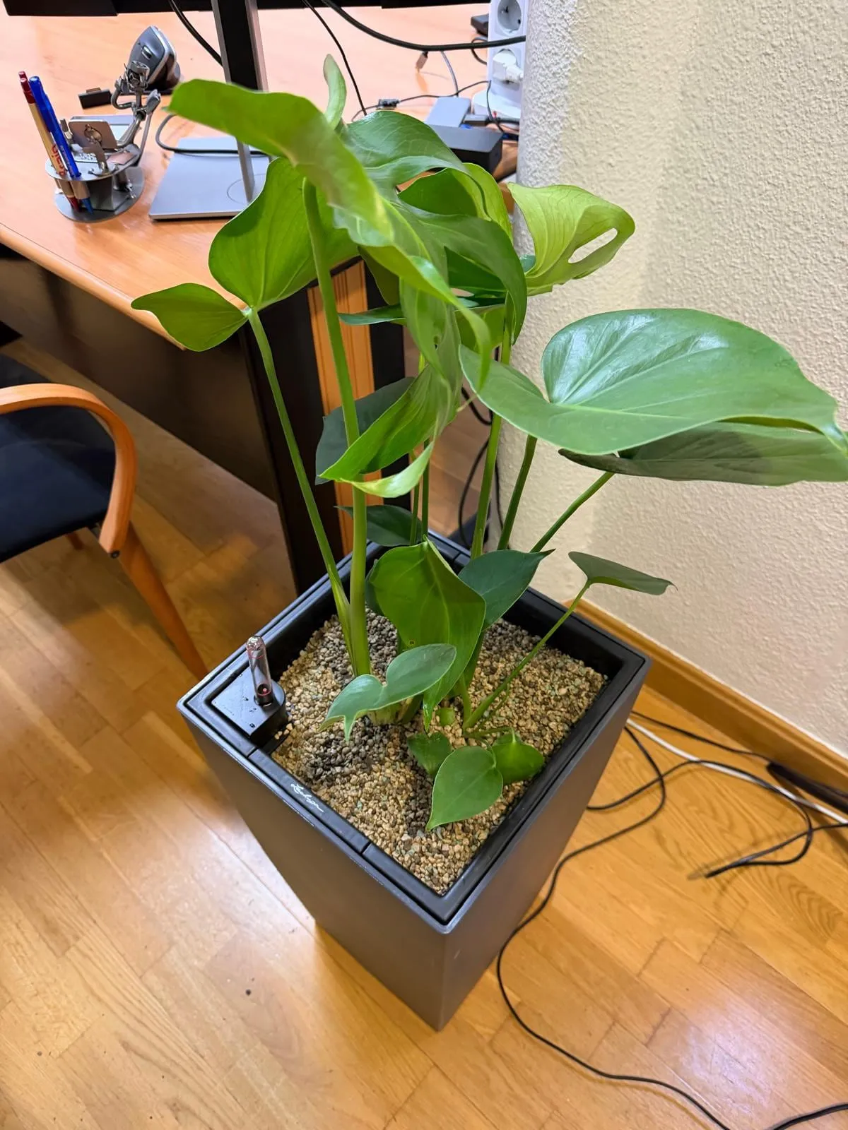 Detalle de la monstera instalada en la oficina, con el sustrato mineral y el indicador de nivel