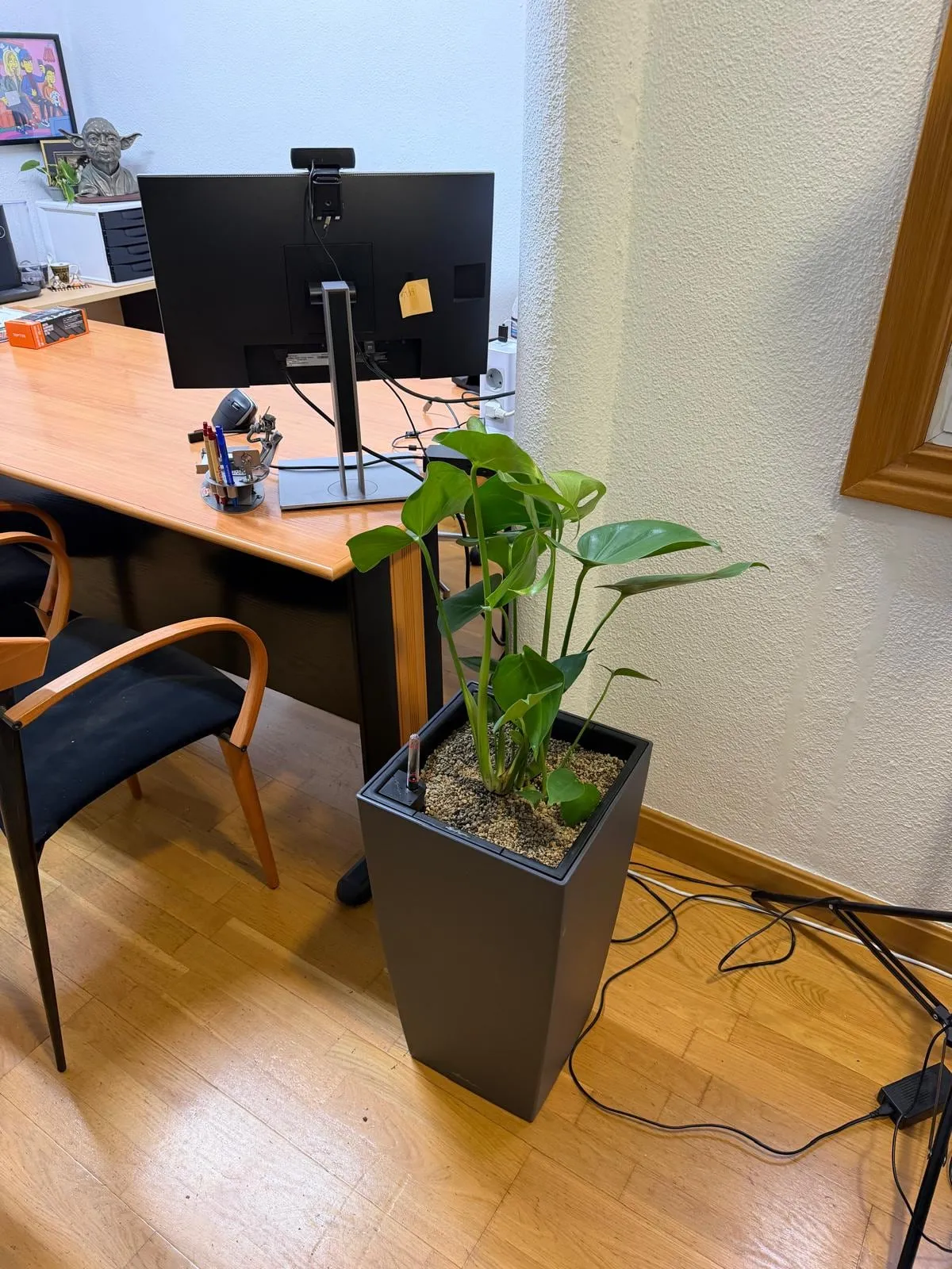 Monstera deliciosa en un macetero alto con depósito de autorriego y sustrato mineral, instalada junto a un escritorio en una oficina