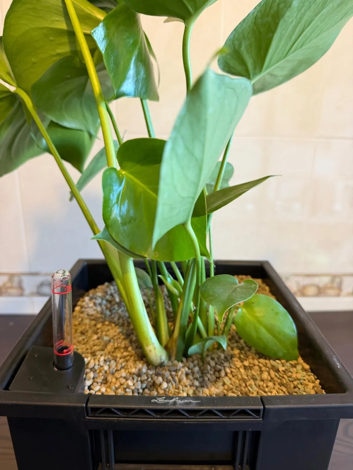 Monstera recién plantada en sustrato mineral, con el indicador de nivel de agua del depósito