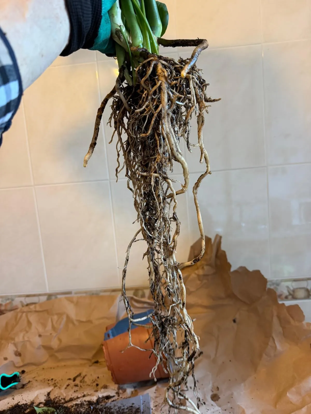 Raíces de la monstera casi sin tierra, largas y de color claro, listas para el sustrato mineral