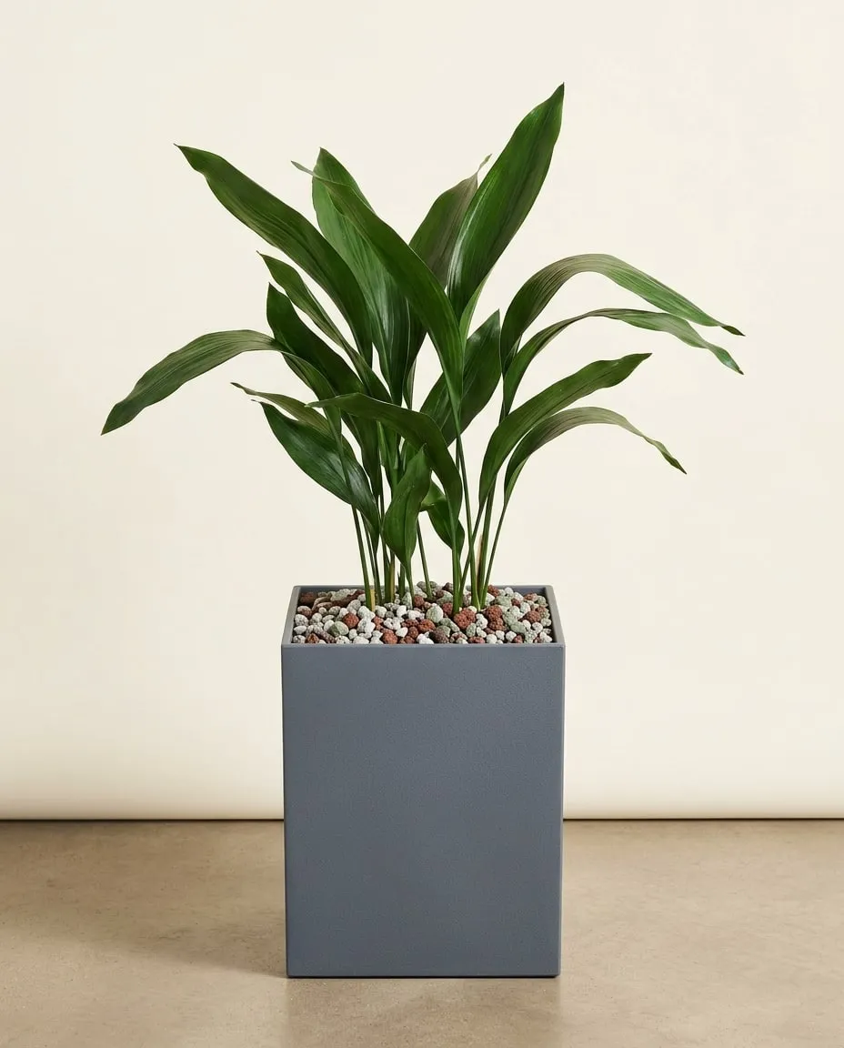 Aspidistra u hoja de salón (Aspidistra elatior) plantada en sustrato mineral