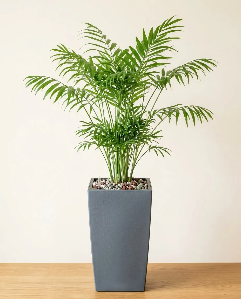 Palmera de salón (Chamaedorea elegans) plantada en sustrato mineral