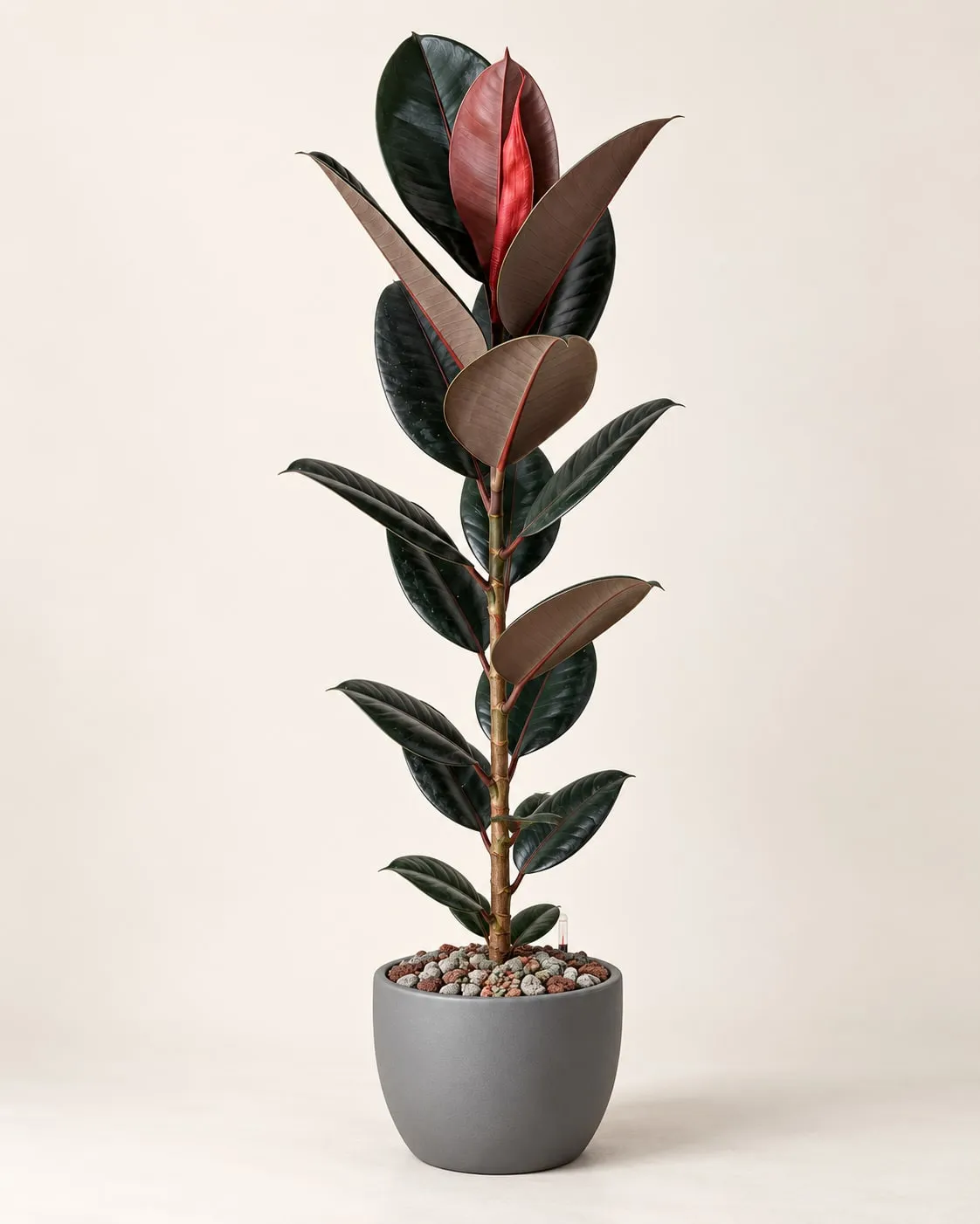 Ficus Abidjan (Ficus elastica ‘Abidjan’) plantada en sustrato mineral