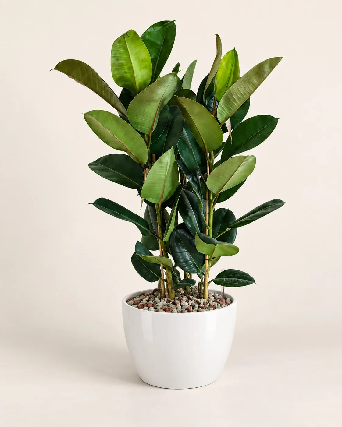 Ficus robusta o árbol del caucho (Ficus elastica ‘Robusta’) plantada en sustrato mineral