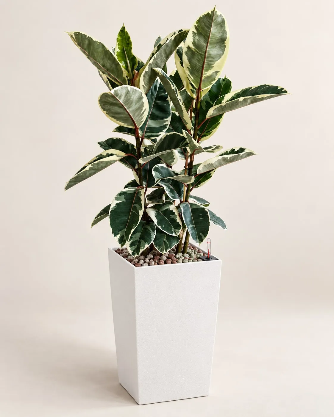 Ficus Tineke (Ficus elastica ‘Tineke’) plantada en sustrato mineral