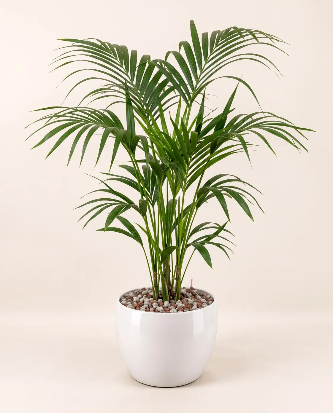 Kentia (Howea forsteriana) plantada en sustrato mineral