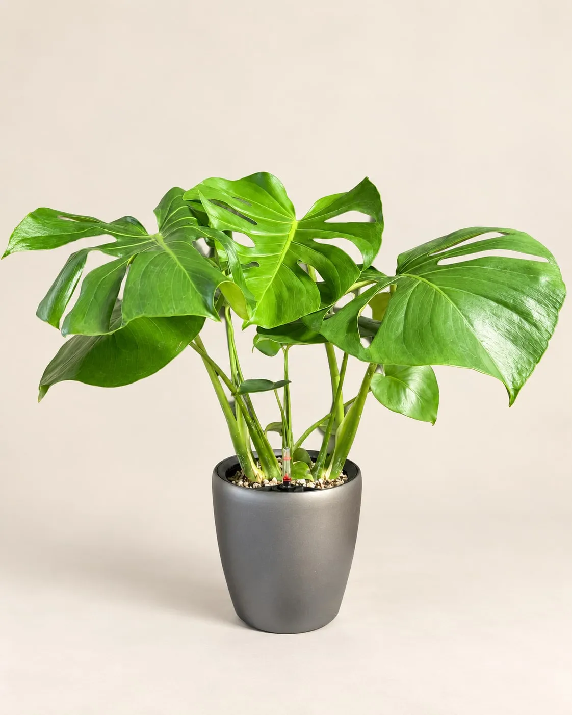 Monstera o costilla de Adán (Monstera deliciosa) plantada en sustrato mineral