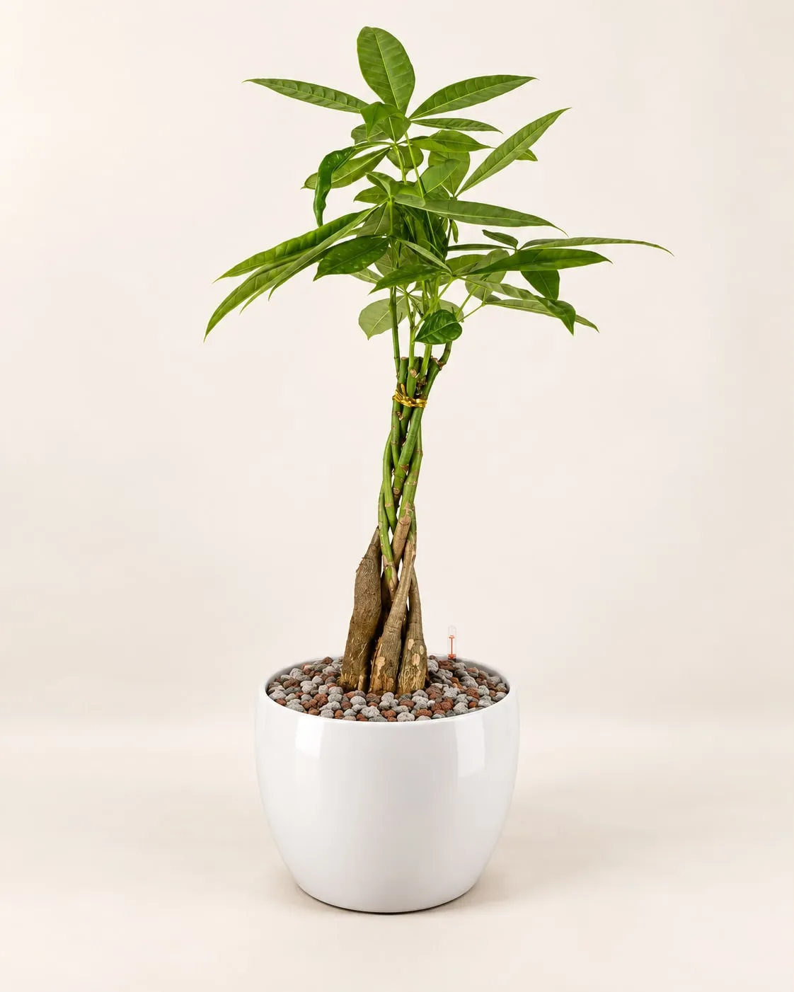 Pachira o árbol del dinero (Pachira aquatica) plantada en sustrato mineral