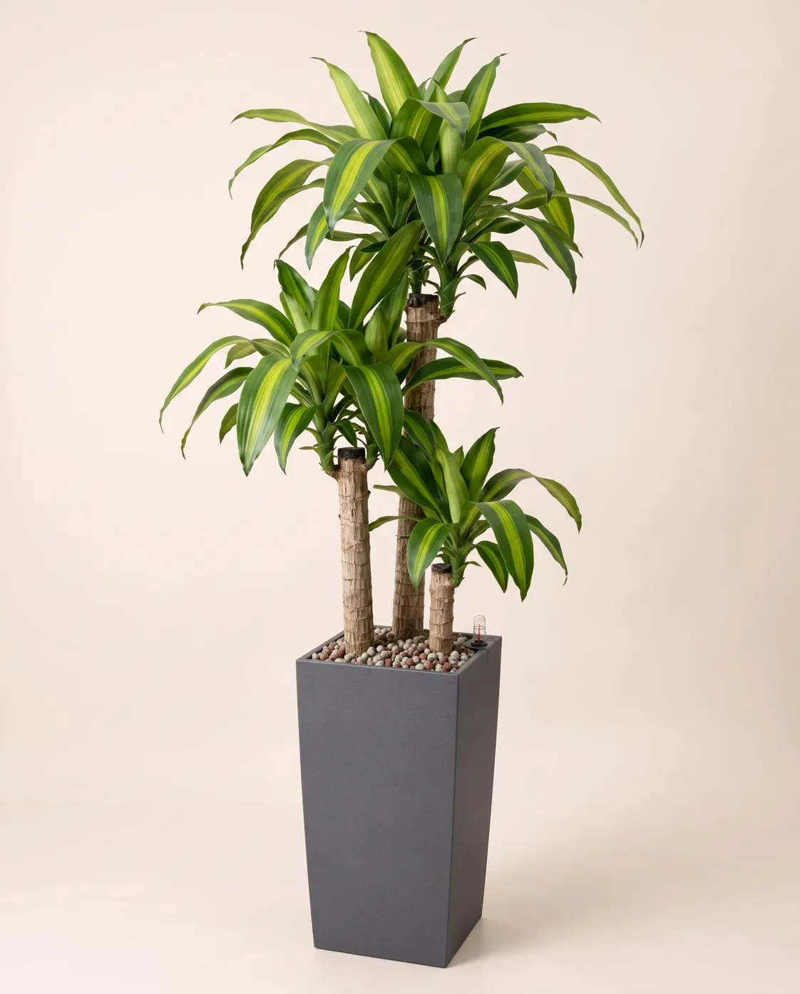 Tronco de Brasil (Dracaena fragrans ‘Massangeana’) plantada en sustrato mineral