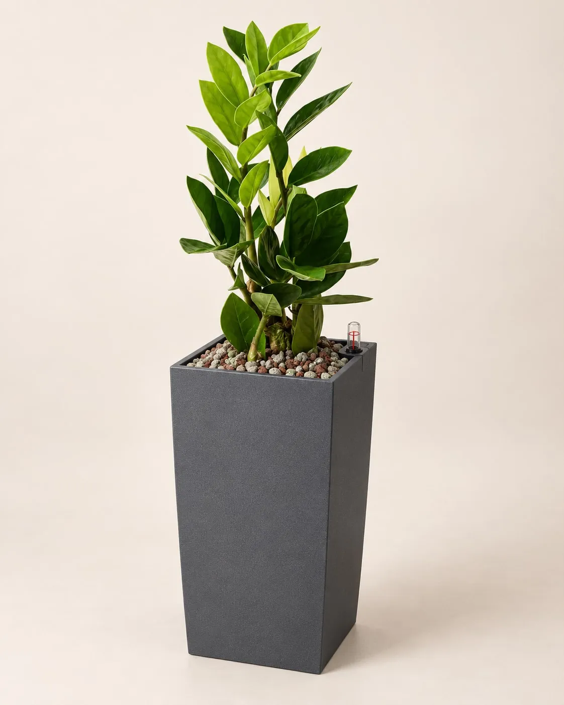 Zamioculca (Zamioculcas zamiifolia) plantada en sustrato mineral