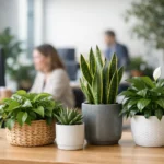 Suscripción de plantas para oficinas con sentido