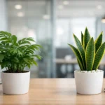 Plantas naturales vs artificiales en empresa