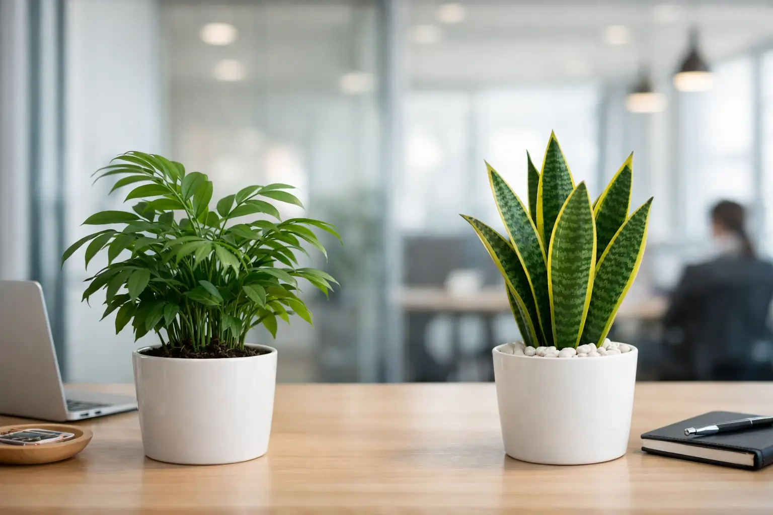 Plantas naturales vs artificiales en empresa